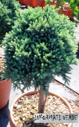 Juniperus squamata 'Blue Star' 1/4 fusto
